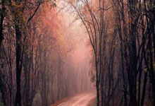 手到擒来代表是什么生肖，深入解读精准解析