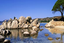 机敏灵动的智慧竞赛者